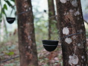 Rubber trees