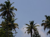 Coconut Palm trees