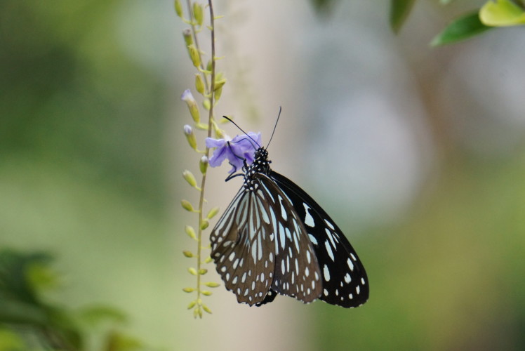 Flora und Fauna in Kottayam - PICS