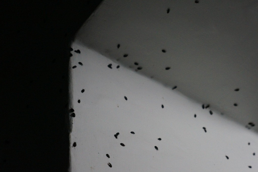 Mupli Beetles in einem Türstock